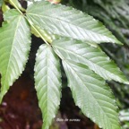 Leea guineensis Bois de sureau Vitaceae Indigène La Réunion 954.jpeg